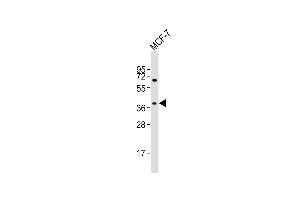 Anti-OR11H4 Antibody (C-term)at 1:2000 dilution + MCF-7 whole cell lysates Lysates/proteins at 20 μg per lane. (OR11H4 Antikörper  (C-Term))