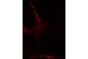 ABIN6275637 staining  NIH-3T3 cells by IF/ICC. (TCF7L1 Antikörper  (Internal Region))