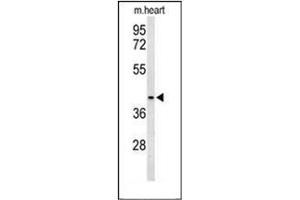 Western blot analysis of OPRM1 Antibody (Center) in mouse heart tissue lysates (35ug/lane). (Mu Opioid Receptor 1 Antikörper  (Middle Region))