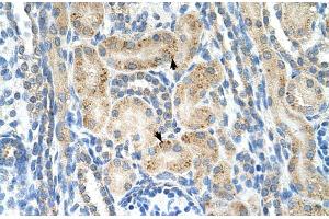 Human kidney (NrCAM Antikörper  (N-Term))