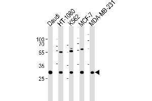 Western blot analysis of lysates from Daudi, HT-1080, K562, MCF-7, MDA-MB-231 cell line (from left to right), using PNP Antibody (Center) (ABIN6242481 and ABIN6577515). (PNP Antikörper  (AA 145-178))