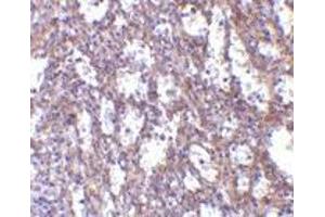 Immunohistochemistry of IL-32 in human spleen tissue with IL-32 antibody at 10 μg/ml.