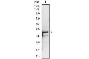 Western blot analysis using PBK mouse mAb against A431 (1) cell lysate.