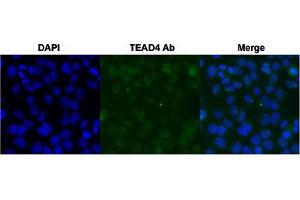 Immunofluorescent staining of HeLa cell with TEAD4 polyclonal antibody  under 4 ug/mL working concentration. (TEAD4 Antikörper  (AA 295-344))