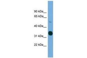 Image no. 1 for anti-serine/threonine Kinase 11 (STK11) (AA 317-366) antibody (ABIN6745526) (LKB1 Antikörper  (AA 317-366))