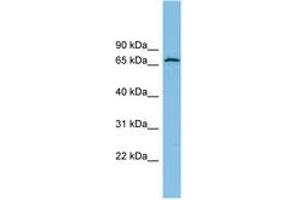 Image no. 1 for anti-Glutamate Dehydrogenase 2 (GLUD2) (AA 71-120) antibody (ABIN6745073) (GLUD2 Antikörper  (AA 71-120))