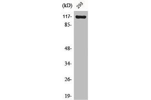 Western Blot analysis of NIH-3T3 cells using Cacna2d4 Polyclonal Antibody (CACNA2D4 Antikörper  (Internal Region))