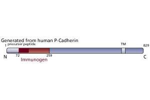 Image no. 3 for anti-P-Cadherin (CDH3) (AA 72-259) antibody (ABIN967840)