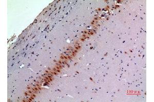 Immunohistochemistry (IHC) analysis of paraffin-embedded Mouse Brain, antibody was diluted at 1:100. (BMP8A Antikörper  (Internal Region))