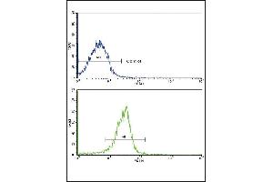 Flow cytometric analysis of widr cells using SRC Antibody (C-term)(bottom histogram) comred to a negative control cell (top histogram). (SPARC Antikörper  (C-Term))