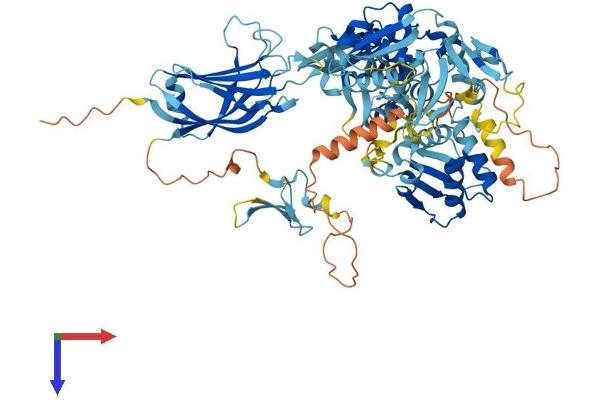 SMURF2 Protein (AA 1-748) (His tag)