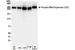 Western Blotting (WB) image for anti-RNA Polymerase II (pSer2) antibody (ABIN7454655) (RNA Polymerase II Antikörper  (pSer2))