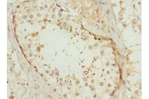 Immunohistochemistry of paraffin-embedded human testis tissue using ABIN7163723 at dilution of 1:100 (POC1B Antikörper  (AA 299-478))