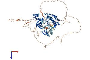 MARK4 Protein (AA 1-752) (His tag)