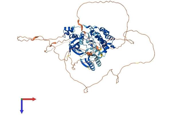 MARK4 Protein (AA 1-752) (His tag)