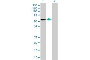 Western Blot analysis of GAL3ST4 expression in transfected 293T cell line by GAL3ST4 MaxPab polyclonal antibody.