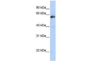WB Suggested Anti-NAB1 Antibody Titration:  0. (NAB1 Antikörper  (C-Term))