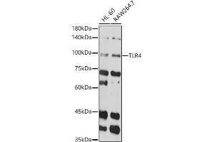 Western blot analysis of extracts of various cell lines, using TLR4 antibody (ABIN6134489, ABIN6149223, ABIN6149226 and ABIN6220893) at 1:1000 dilution. (TLR4 Antikörper  (AA 500-600))