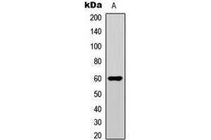 Western blot analysis of SMAD1/9 (pS465/467) expression in HeLa (A) whole cell lysates.