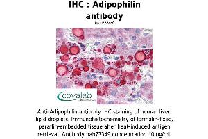 Image no. 2 for anti-Perilipin 2 (PLIN2) (AA 28-281) antibody (ABIN1731557) (ADRP Antikörper  (AA 28-281))