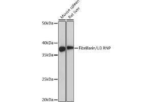 Western blot analysis of extracts of various cell lines, using Fibrillarin/U3 RNP Rabbit mAb (ABIN7267175) at 1:1000 dilution. (Fibrillarin Antikörper)