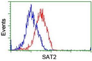 Image no. 5 for anti-Spermidine/Spermine N1-Acetyltransferase 2 (SAT2) antibody (ABIN1500807)