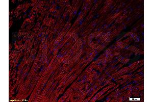 Immunofluorescence (IF) image for anti-Gap Junction Protein, alpha 4, 37kDa (GJA4) (AA 151-250) antibody (ABIN753343)