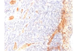 Formalin-fixed, paraffin-embedded human Tonsil stained with VEGF Mouse Monoclonal Antibody (VG1). (VEGFA Antikörper)