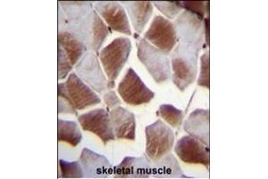 EIF2B4 Antibody (Center ) (ABIN655170 and ABIN2844788) immunohistochemistry analysis in formalin fixed and paraffin embedded human skeletal muscle followed by peroxidase conjugation of the secondary antibody and DAB staining. (EIF2B4 Antikörper  (AA 146-175))