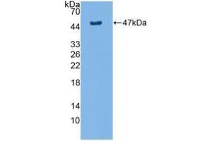 Detection of Recombinant AQP4, Rat using Polyclonal Antibody to Aquaporin 4 (AQP4) (Aquaporin 4 Antikörper  (AA 179-314))