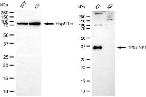 Western blotting analysis using TP53INP1 antibody (ABIN7800692). (Rekombinanter TP53INP1 Antikörper)