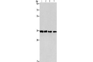 Western Blotting (WB) image for anti-Inhibin, beta C (INHBC) antibody (ABIN2421733)