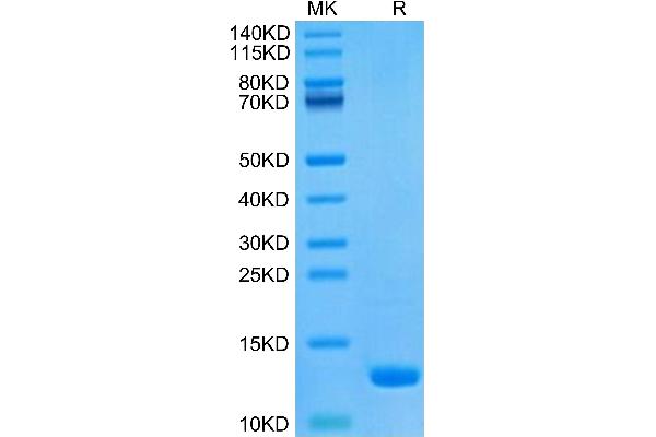 CCL8 Protein (AA 24-99)