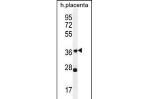 OR4L1 Antibody (C-term) (ABIN656068 and ABIN2845417) western blot analysis in human placenta tissue lysates (35 μg/lane). (OR4L1 Antikörper  (C-Term))