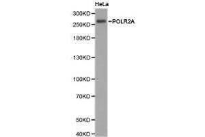 Western Blotting (WB) image for anti-RNA Polymerase II Subunit RPB1 (POLR2A) antibody (ABIN1874182)