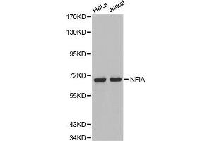 Western blot analysis of extracts of various cell lines, using NFIA antibody. (NFIA Antikörper  (AA 180-330))