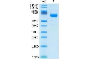LILRA4 Protein (AA 24-446) (His-Avi Tag)