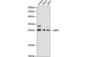 Western blot analysis of extracts of various cell lines, using CBR4 antibody  at 1:1000 dilution. (CBR4 Antikörper  (AA 1-237))