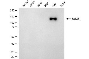 Western blotting analysis using CD22 antibody (ABIN7797960). (CD22 Antikörper)