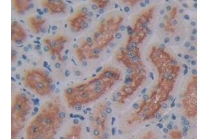 Immunohistochemistry (IHC) image for anti-Glutamyl Aminopeptidase (Aminopeptidase A) (ENPEP) (AA 409-624) antibody (ABIN7442879)