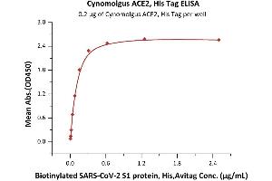 Immobilized Cynomolgus ACE2, His Tag (ABIN6952617) at 2 μg/mL (100 μL/well) can bind Biotinylated SARS-CoV-2 S1 protein, His,Avitag (ABIN6952457) with a linear range of 0.