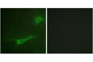 Immunofluorescence analysis of NIH-3T3 cells, using MUNC-18a (Ab-313) Antibody. (STXBP1 Antikörper  (AA 279-328))