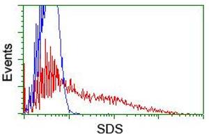 HEK293T cells transfected with either RC217814 overexpress plasmid (Red) or empty vector control plasmid (Blue) were immunostained by anti-SDS antibody (ABIN2455350), and then analyzed by flow cytometry. (serine Dehydratase Antikörper)