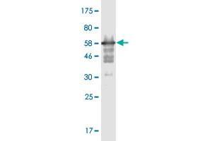 Western Blot detection against Immunogen (58. (MPPED2 Antikörper  (AA 1-294))