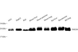 Western blot analysis of TMED9 (ABIN7075988),at dilution of 1: 4000