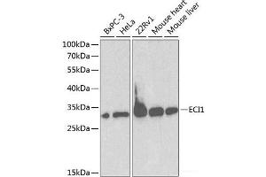 Western blot analysis of extracts of various cell lines using ECI1 Polyclonal Antibody at dilution of 1:1000. (DCI Antikörper)