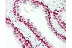 Anti-HMGN1 antibody IHC staining of human prostate. (HMGN1 Antikörper  (C-Term))