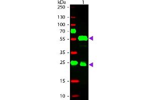Western Blot of Donkey anti-Guinea Pig IgG Pre-Absorbed Rhodamine Conjugated Secondary Antibody. (Esel anti-Meerschweinchen IgG (Heavy & Light Chain) Antikörper (TRITC) - Preadsorbed)
