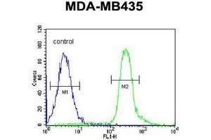 VPS52 Antibody (C-term) flow cytometric analysis of MDA-MB435 cells (right histogram) compared to a negative control cell (left histogram).