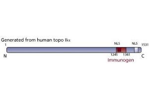 Image no. 3 for anti-Topo IIalpha (AA 1245-1361) antibody (ABIN968475) (Topo IIalpha (AA 1245-1361) Antikörper)